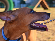 FRODO, Hund, Mischlingshund in Spanien - Bild 4
