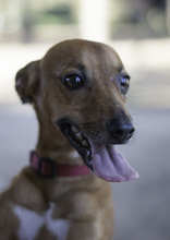 FRODO, Hund, Mischlingshund in Spanien - Bild 8