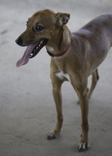 FRODO, Hund, Mischlingshund in Spanien - Bild 9