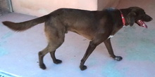 LARRY2, Hund, Mischlingshund in Berlin - Bild 2