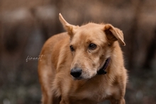 BLONDINO, Hund, Golden Retriever-Mix in Italien - Bild 1