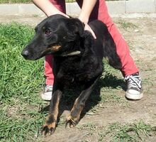 NEGRO, Hund, Deutscher Schäferhund-Collie-Mix in Ungarn - Bild 15
