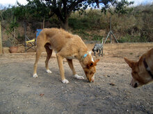 JOSE, Hund, Podenco in Spanien - Bild 6