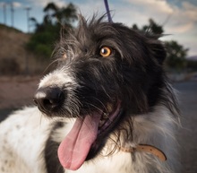 CULEBRA, Hund, Mischlingshund in Spanien - Bild 1
