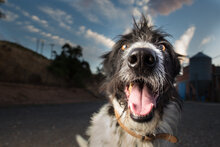 CULEBRA, Hund, Mischlingshund in Spanien - Bild 2