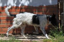 CULEBRA, Hund, Mischlingshund in Spanien - Bild 4