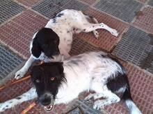 CULEBRA, Hund, Mischlingshund in Spanien - Bild 6