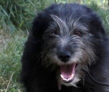 JOSE, Hund, Mischlingshund in Rumänien - Bild 1