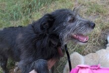 JOSE, Hund, Mischlingshund in Rumänien - Bild 10