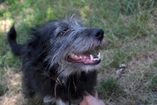 JOSE, Hund, Mischlingshund in Rumänien - Bild 11