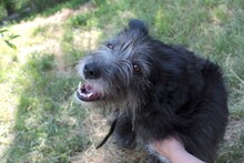 JOSE, Hund, Mischlingshund in Rumänien - Bild 12