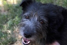 JOSE, Hund, Mischlingshund in Rumänien - Bild 13