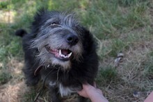 JOSE, Hund, Mischlingshund in Rumänien - Bild 14