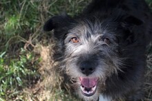 JOSE, Hund, Mischlingshund in Rumänien - Bild 2