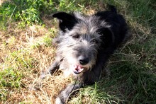 JOSE, Hund, Mischlingshund in Rumänien - Bild 3