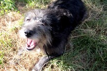 JOSE, Hund, Mischlingshund in Rumänien - Bild 4