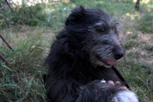 JOSE, Hund, Mischlingshund in Rumänien - Bild 5