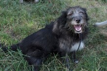 JOSE, Hund, Mischlingshund in Rumänien - Bild 6
