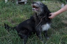 JOSE, Hund, Mischlingshund in Rumänien - Bild 7