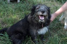 JOSE, Hund, Mischlingshund in Rumänien - Bild 8