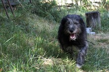 JOSE, Hund, Mischlingshund in Rumänien - Bild 9