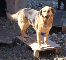 LELA, Hund, Deutscher Schäferhund-Mix in Kroatien - Bild 8