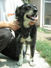 ROZI, Hund, Mischlingshund in Ungarn - Bild 1