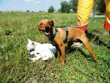 BRUNO, Hund, Mischlingshund in Ungarn - Bild 1