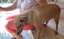 BRUNO, Hund, Mischlingshund in Ungarn - Bild 4
