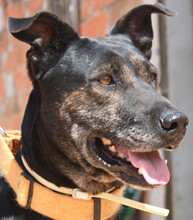 PRINCE, Hund, Mischlingshund in Portugal - Bild 1
