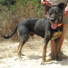 PRINCE, Hund, Mischlingshund in Portugal - Bild 2