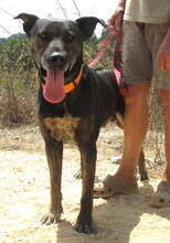 PRINCE, Hund, Mischlingshund in Portugal - Bild 3
