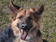 DASTER, Hund, Mischlingshund in Slowakische Republik - Bild 1