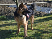 DASTER, Hund, Mischlingshund in Slowakische Republik - Bild 2