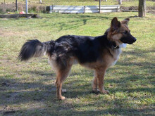 DASTER, Hund, Mischlingshund in Slowakische Republik - Bild 5