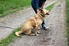 GAUCHO, Hund, Mischlingshund in Polen - Bild 1