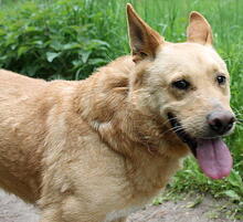 GAUCHO, Hund, Mischlingshund in Polen - Bild 2