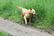 GAUCHO, Hund, Mischlingshund in Polen - Bild 3