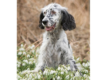 SELLI, Hund, Mischlingshund in Berka - Bild 2