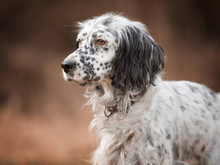 SELLI, Hund, Mischlingshund in Berka - Bild 3