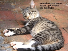 MÄUSCHEN, Katze, Europäisch Kurzhaar in Berge - Bild 6