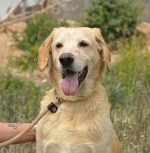 CACHIRULO, Hund, Labrador-Mix in Spanien - Bild 1