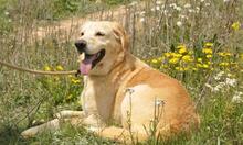 CACHIRULO, Hund, Labrador-Mix in Spanien - Bild 10