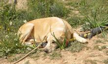 CACHIRULO, Hund, Labrador-Mix in Spanien - Bild 11
