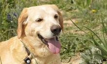 CACHIRULO, Hund, Labrador-Mix in Spanien - Bild 12
