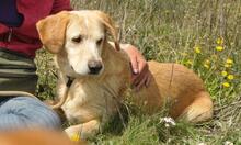 CACHIRULO, Hund, Labrador-Mix in Spanien - Bild 2