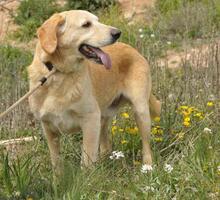 CACHIRULO, Hund, Labrador-Mix in Spanien - Bild 3