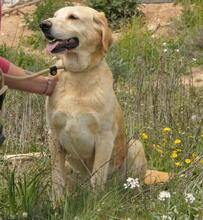 CACHIRULO, Hund, Labrador-Mix in Spanien - Bild 4