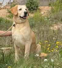 CACHIRULO, Hund, Labrador-Mix in Spanien - Bild 5