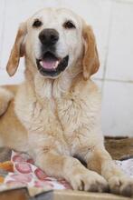 CACHIRULO, Hund, Labrador-Mix in Spanien - Bild 6